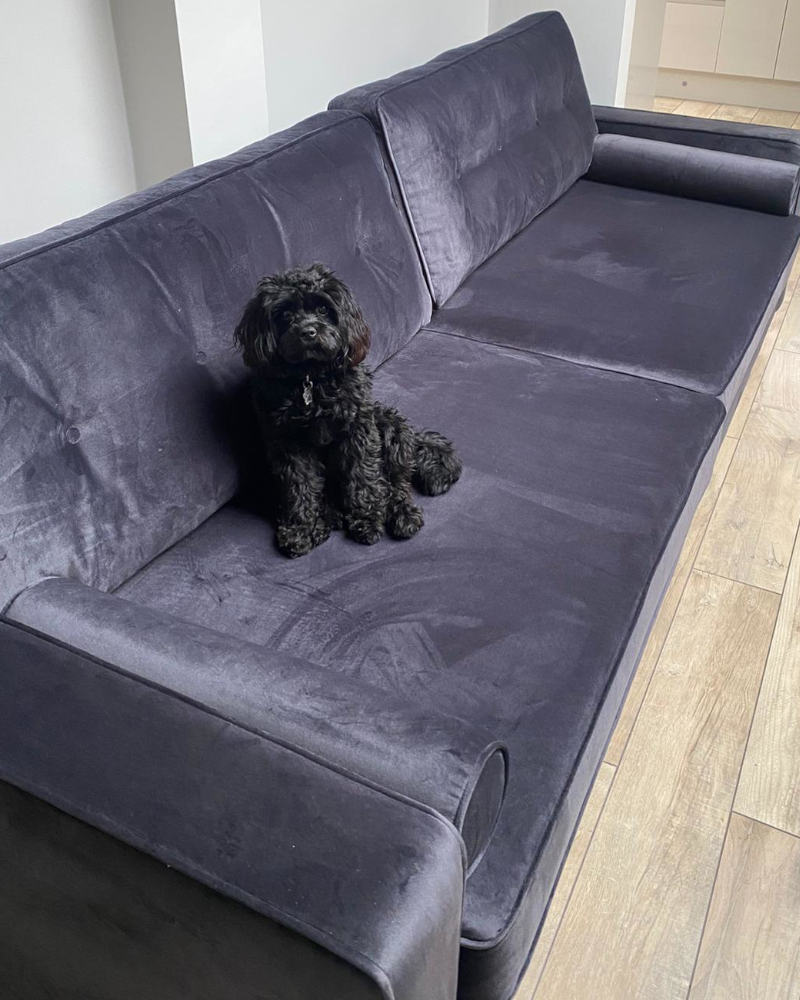 A black cockapoodle dog sitting on a grey 3-seater sofa.
